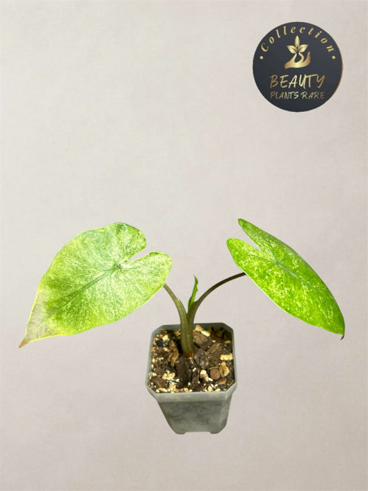 Alocasia Macrorrhiza Splash