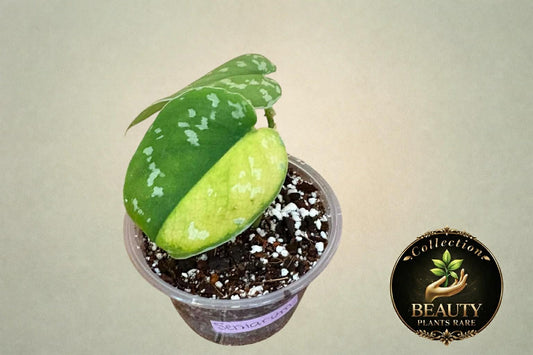 Scindapsus Sentarum variegated