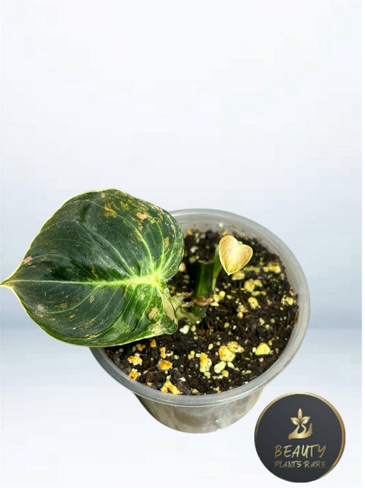 Philodendron Mélanochrysum Orange "Bonfire"