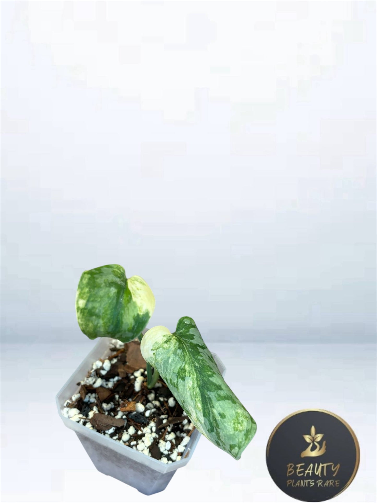Scindapsus Geulis