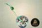 Epipremnum Teruno Love Song