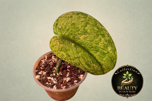 Scindapsus Creme Brulee