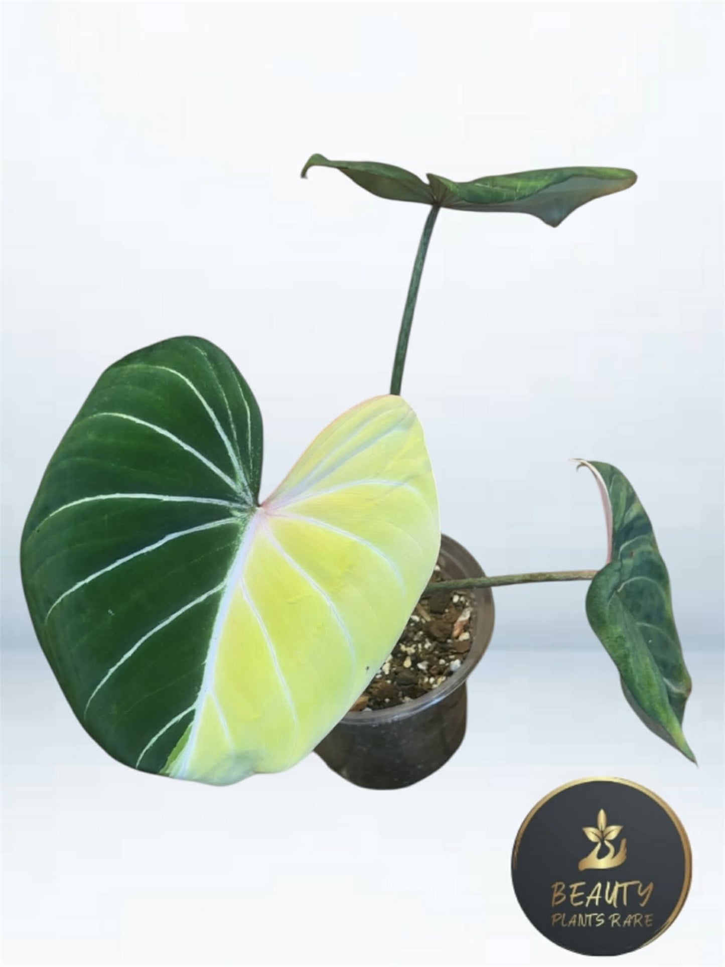 Philodendron Gloriosum Albo Type 1