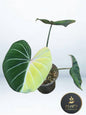 Philodendron Gloriosum Albo Type 1