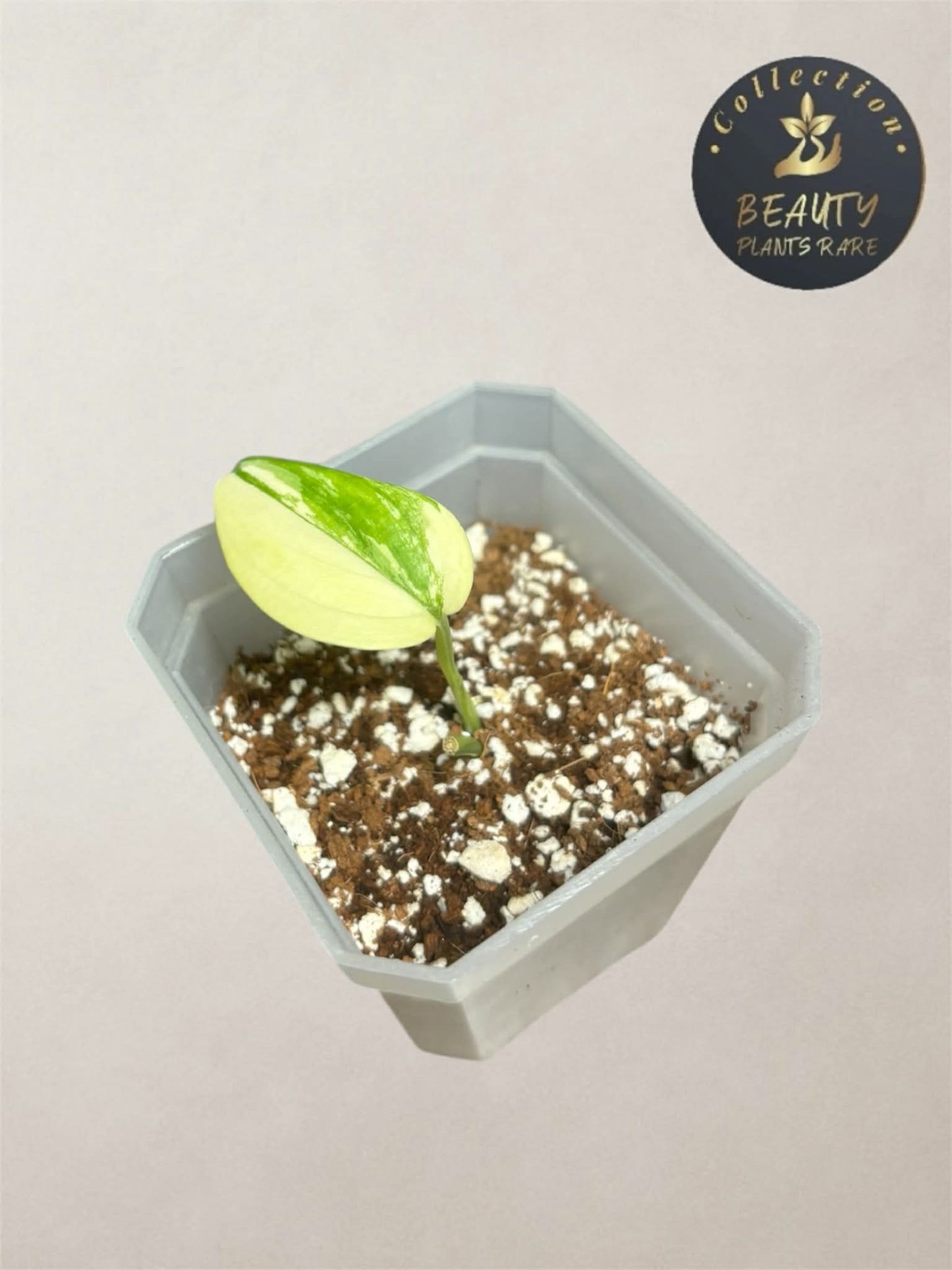 Scindapsus Blue Aurea