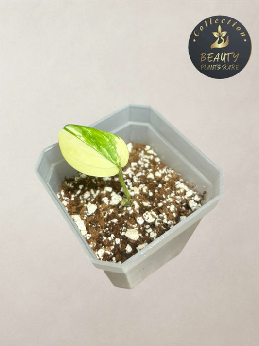 Scindapsus Blue Aurea