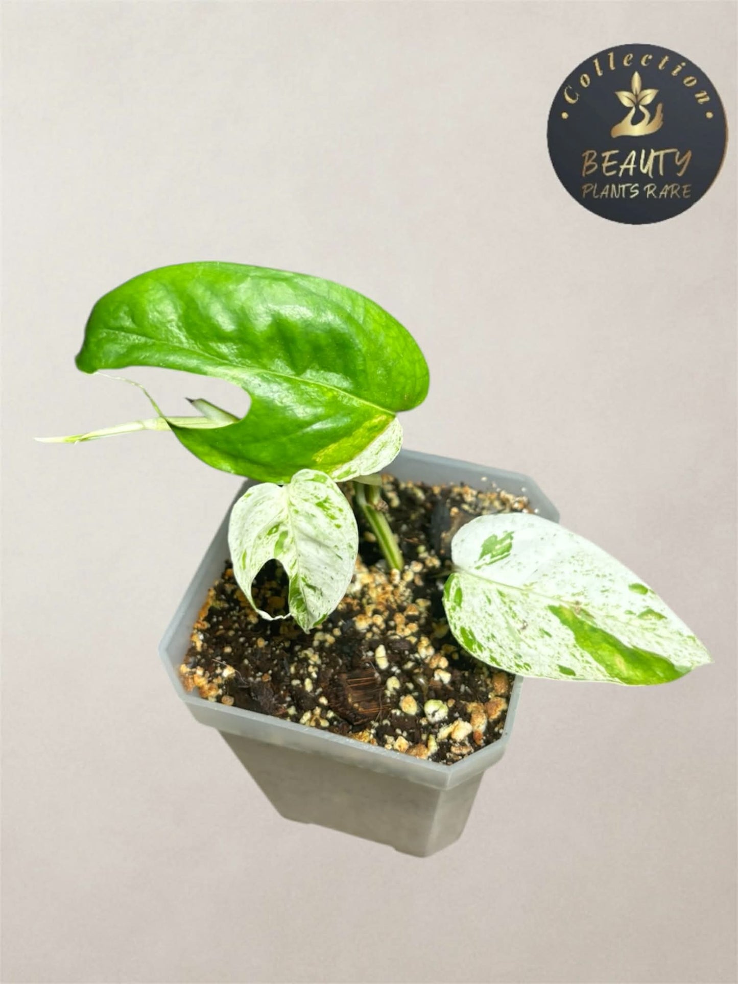 Epipremnum Pinnatum Marble