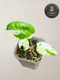 Epipremnum Pinnatum Marble