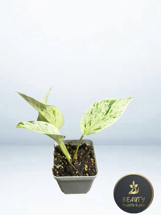Pothos Marble Queen