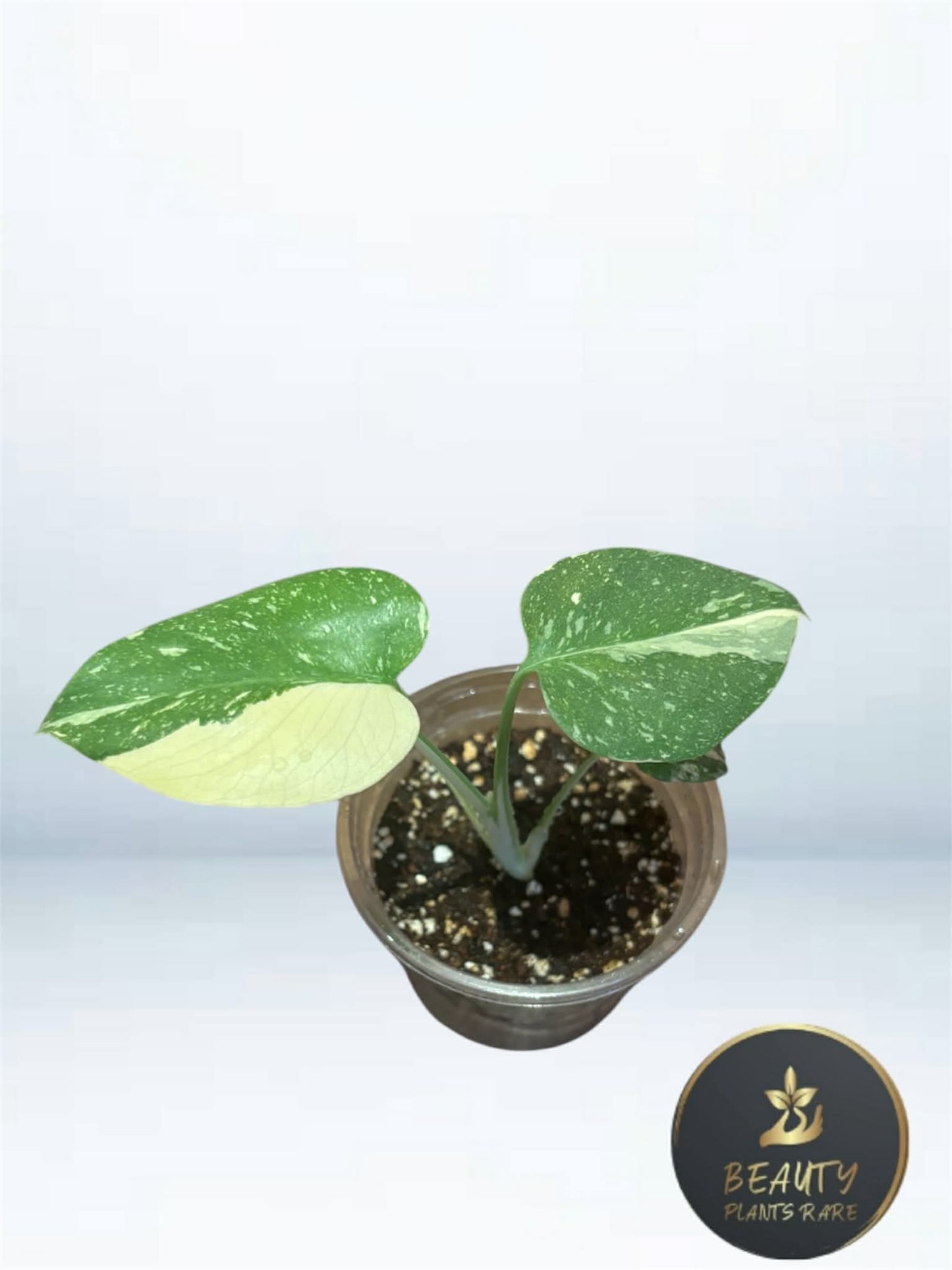 Monstera Thai Legacy TC