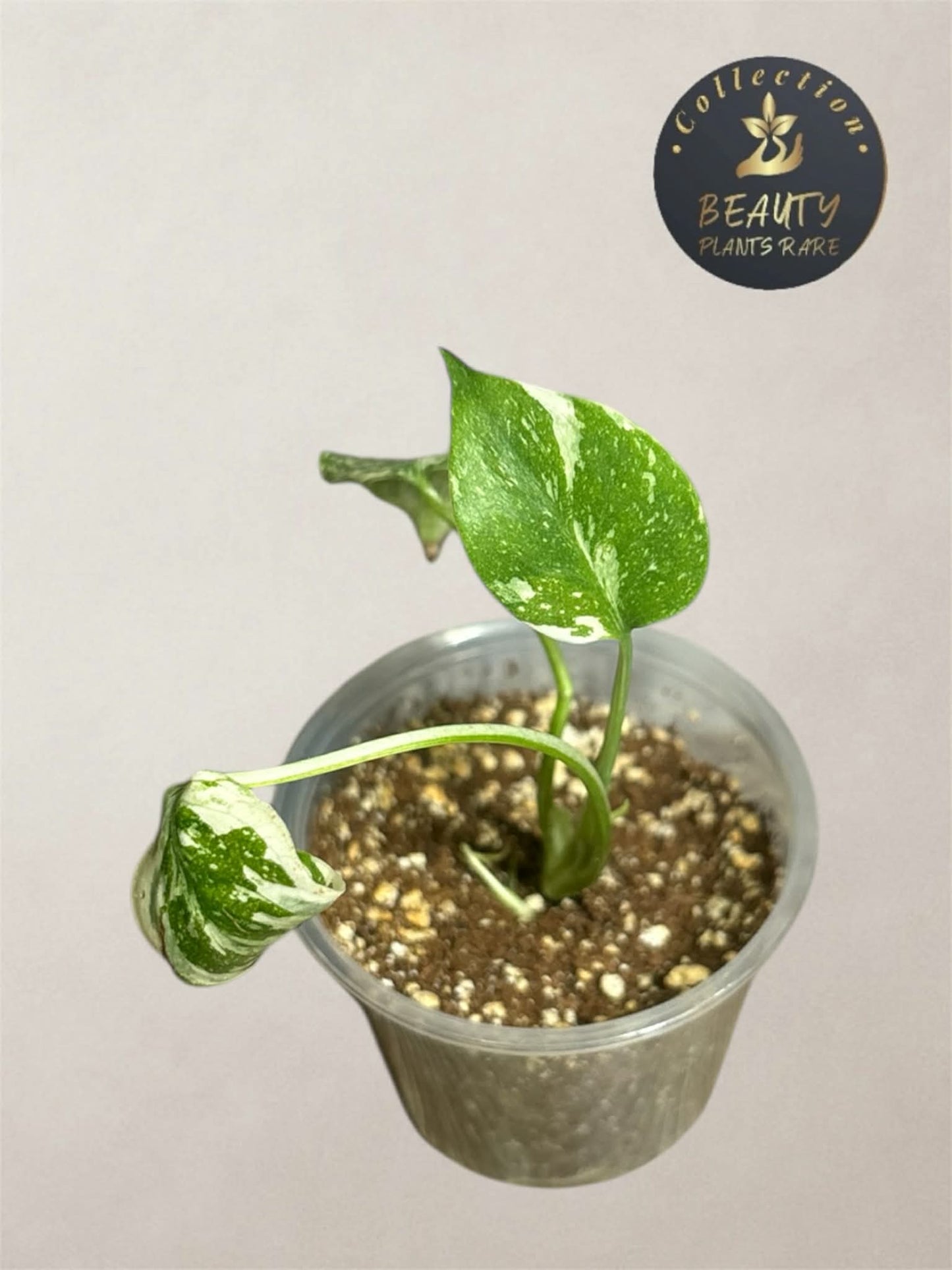 Monstera Thaï "White Snow" TC