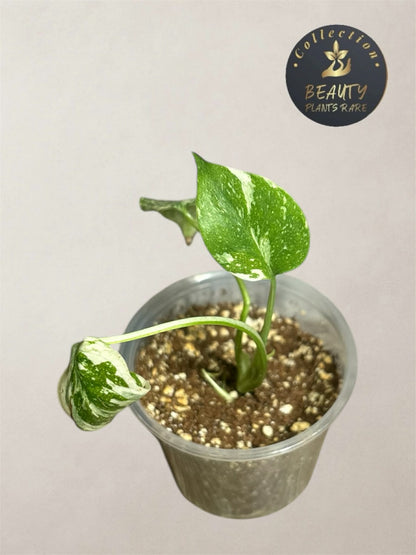 Monstera Thaï "White Snow" TC