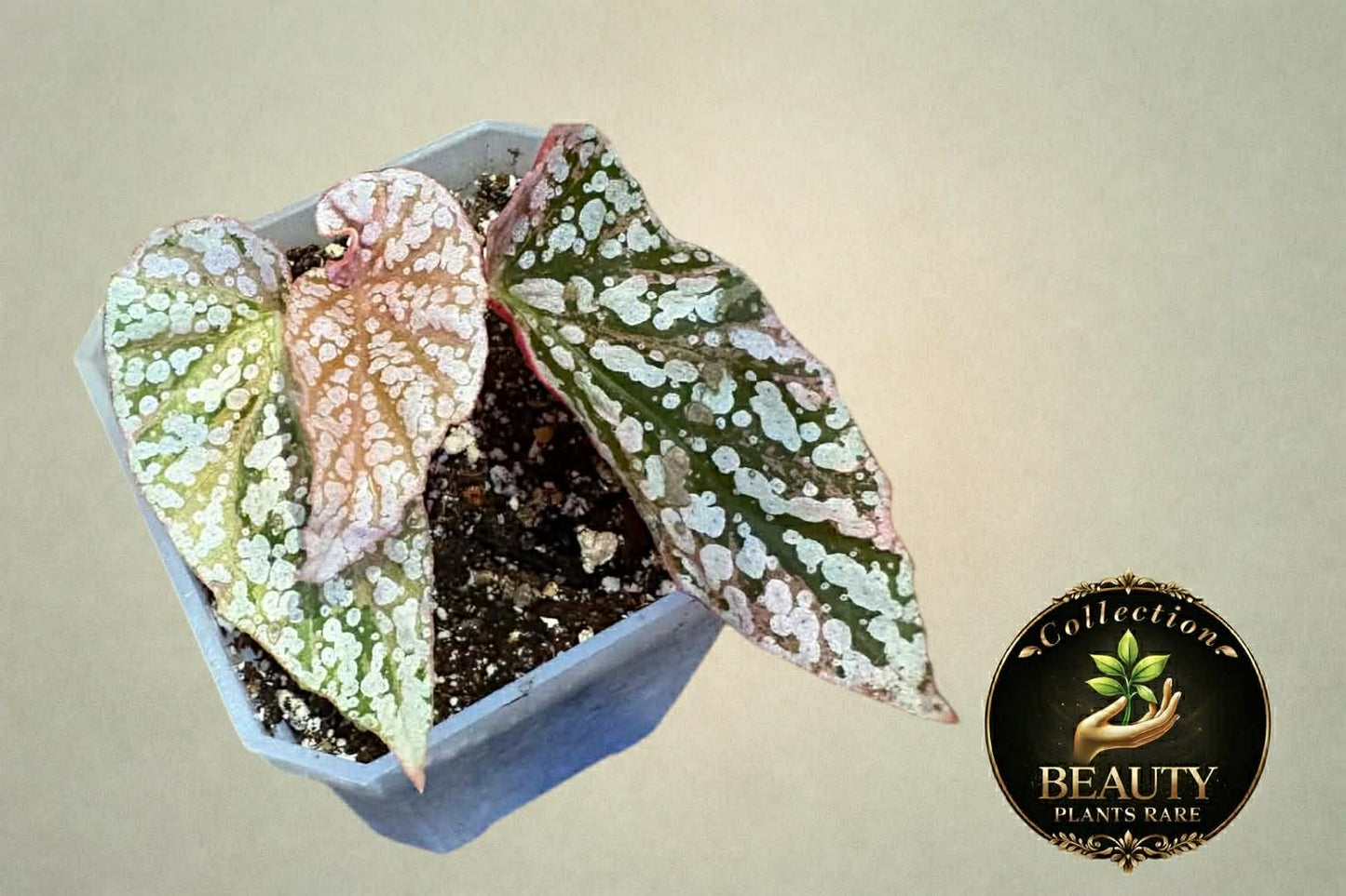 Begonia Snow Capped