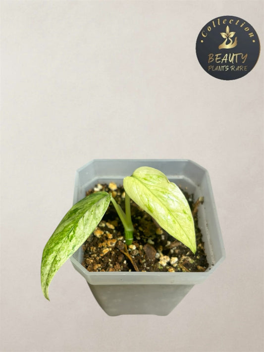 Epipremnum Pinnatum Lalahon