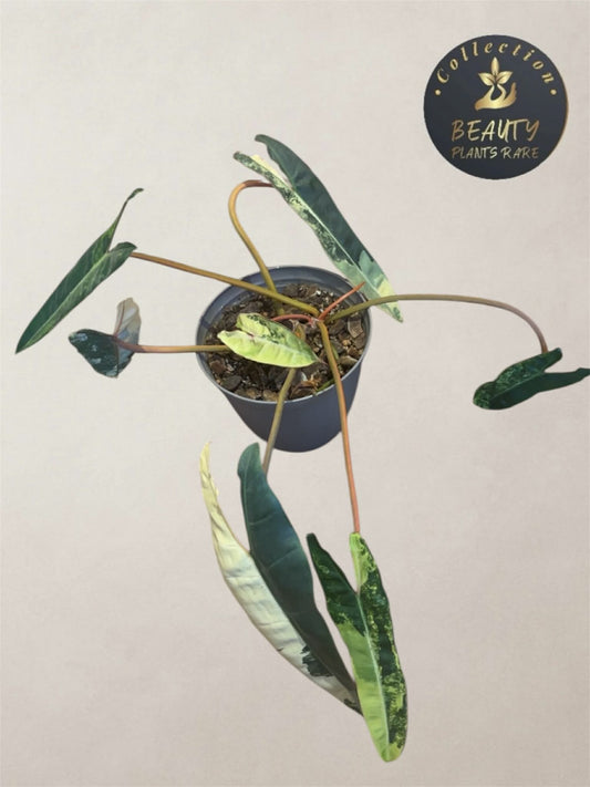 Philodendron Billitiae variegated