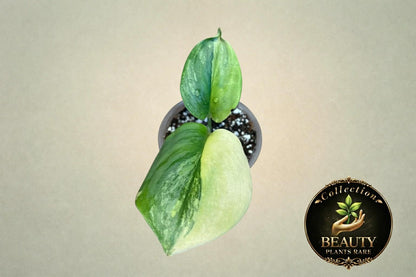 Scindapsus Rubicon