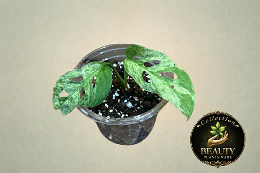 Monstera Adansonii Mottled