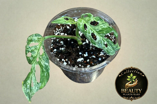 Monstera Adansonii Mottled