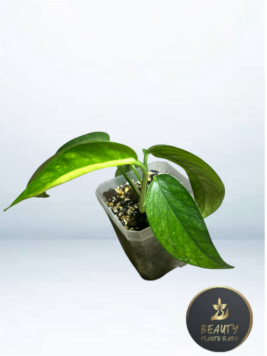 Epipremnum Pinnatum Mint