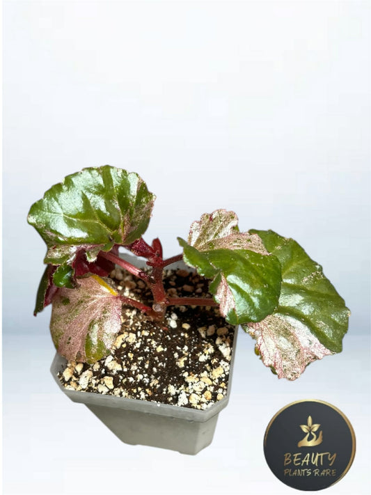 Begonia Cucculata Pink