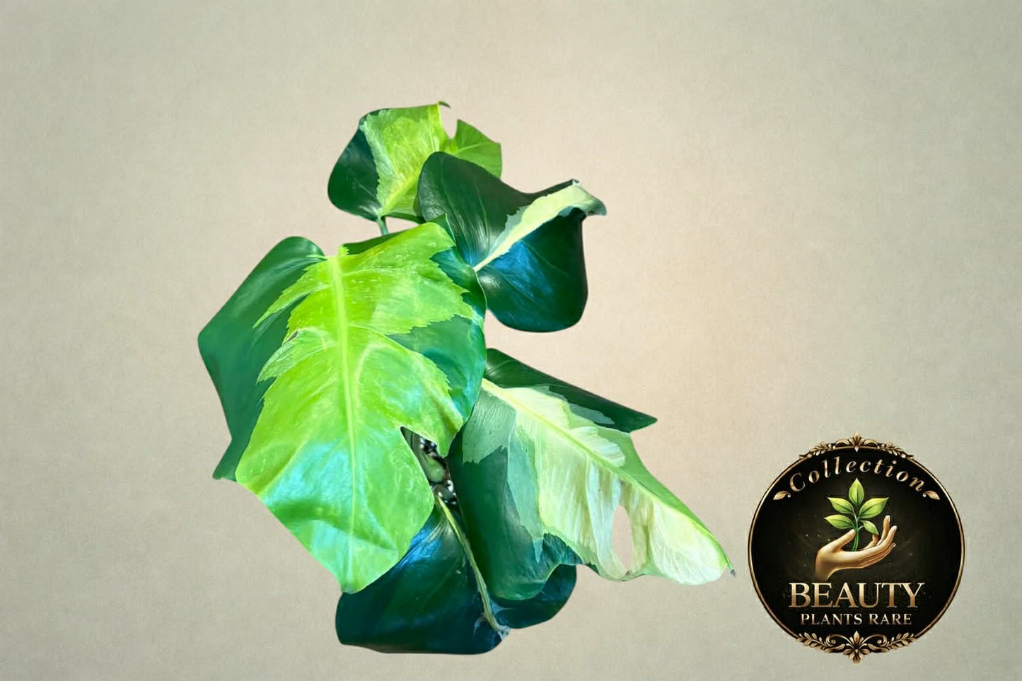Monstera White Lava