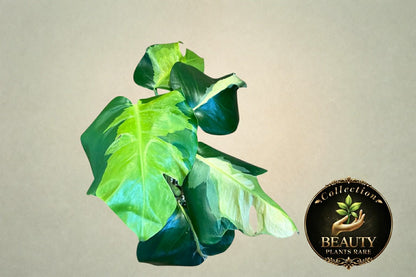 Monstera White Lava