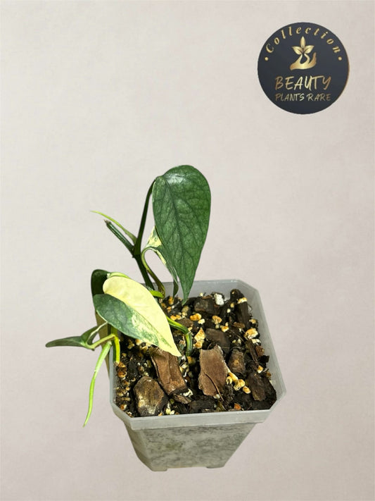 Epipremnum Cebu Blue Aurea