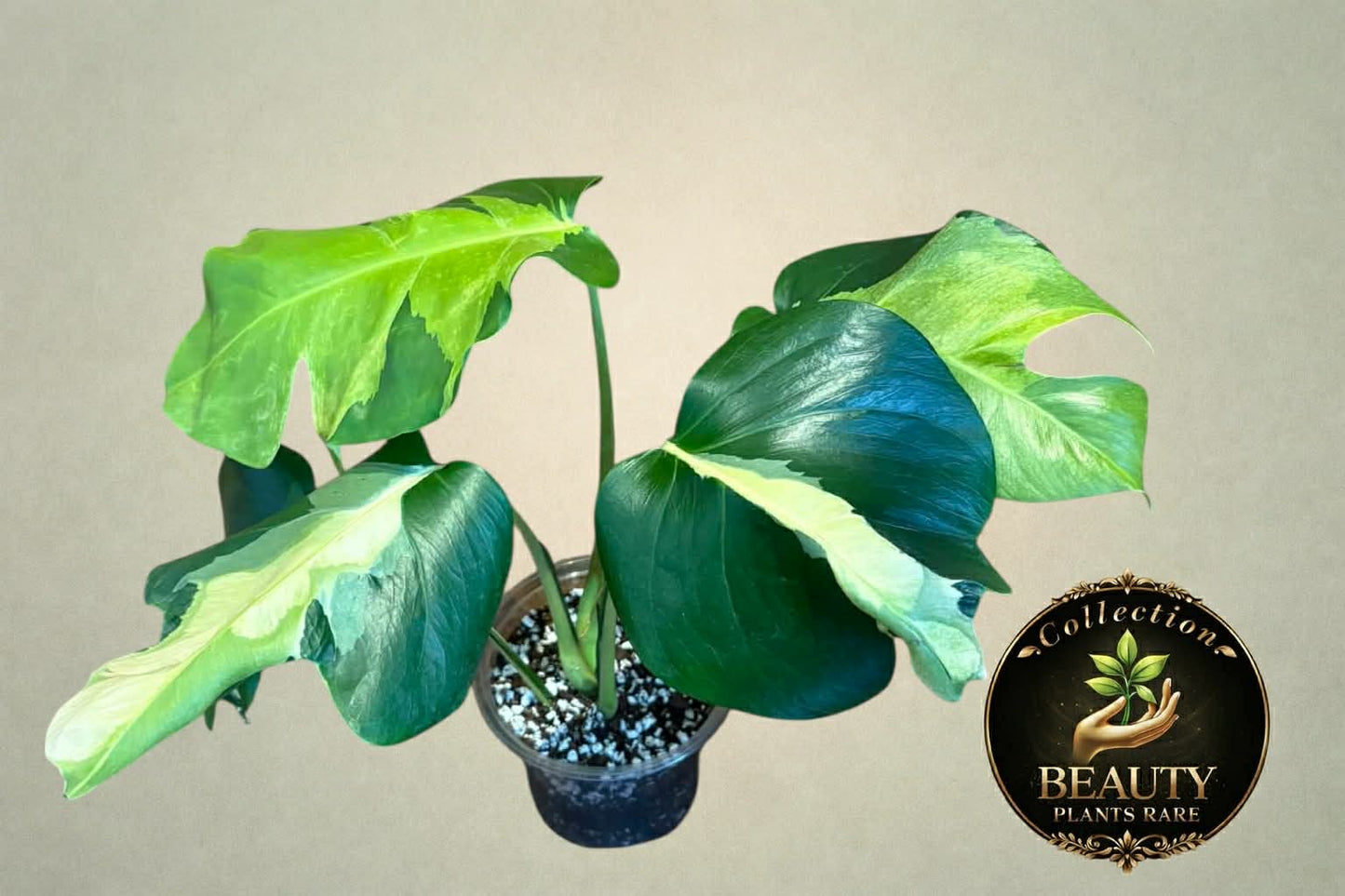 Monstera White Lava