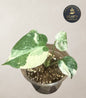 Monstera Legacy TC