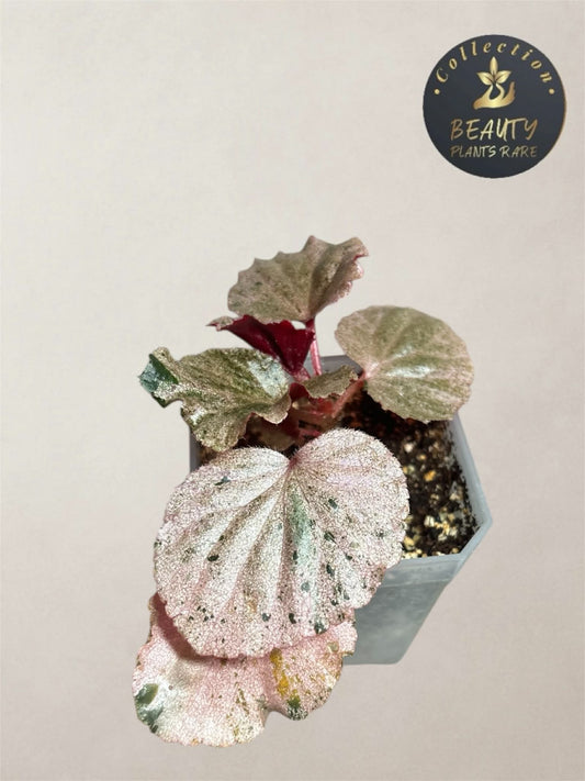 Begonia Cucculata Pink