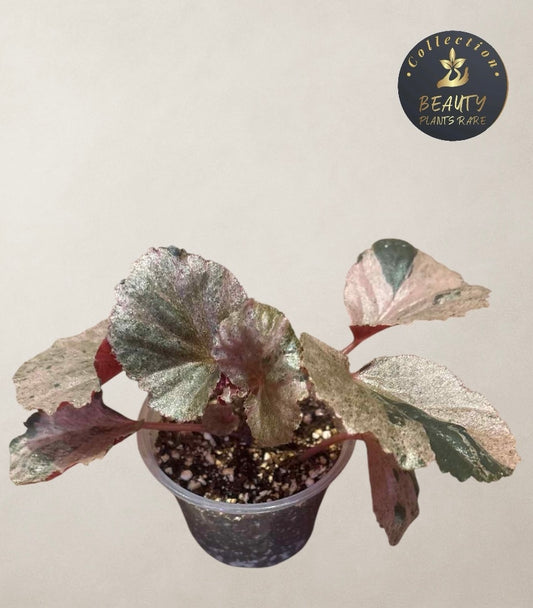 Begonia Cucculata Pink