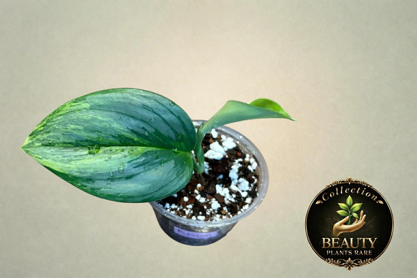 Scindapsus Rubicon