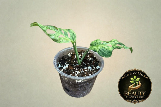 Monstera Adansonii Mottled