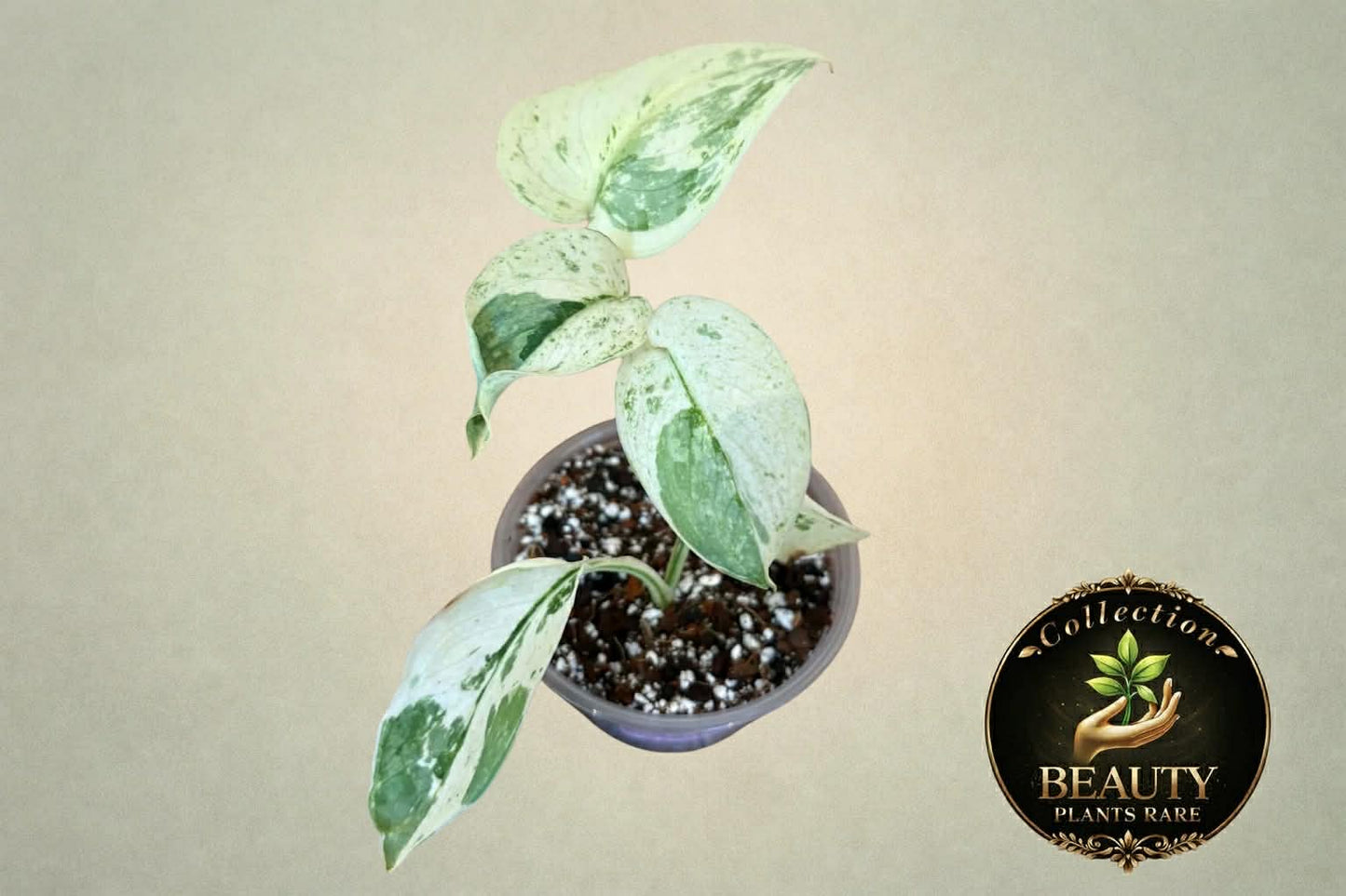 Scindapsus Silver Cloud Marble