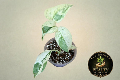 Scindapsus Silver Cloud Marble