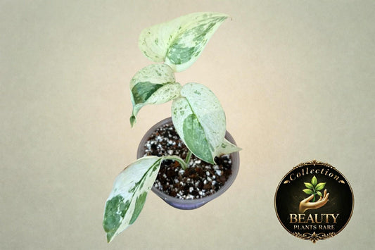 Scindapsus Silver Cloud Marble