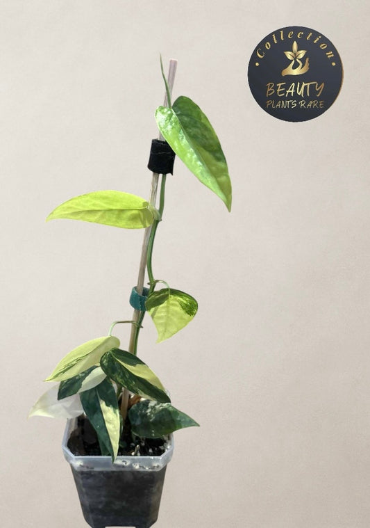 Epipremnum Cebu Blue Aurea