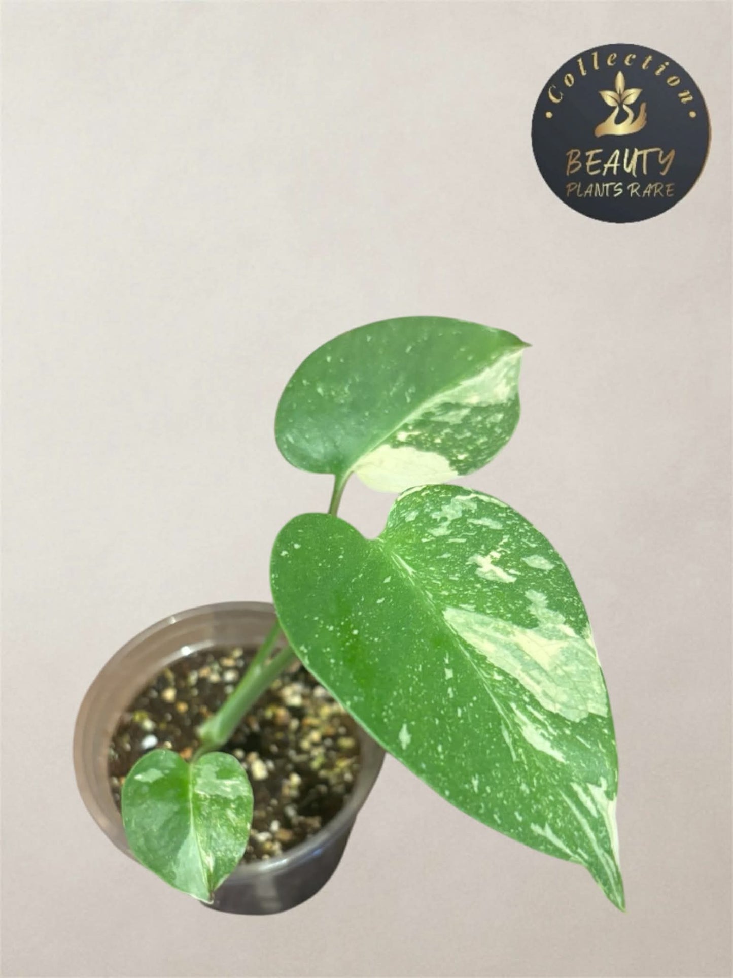 Monstera Thai Legacy TC