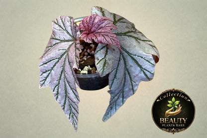 Begonia Lamoon