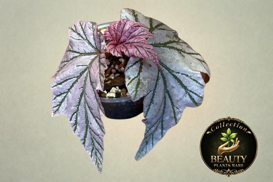 Begonia Lamoon