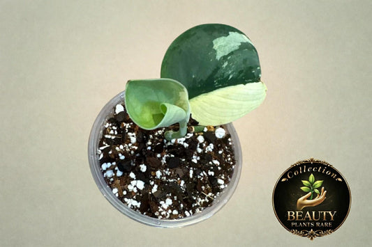 Scindapsus Jungjung buih