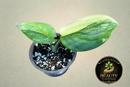 Scindapsus Rubicon