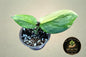Scindapsus Rubicon