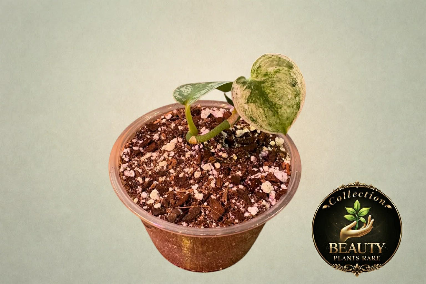 Scindapsus Mayari
