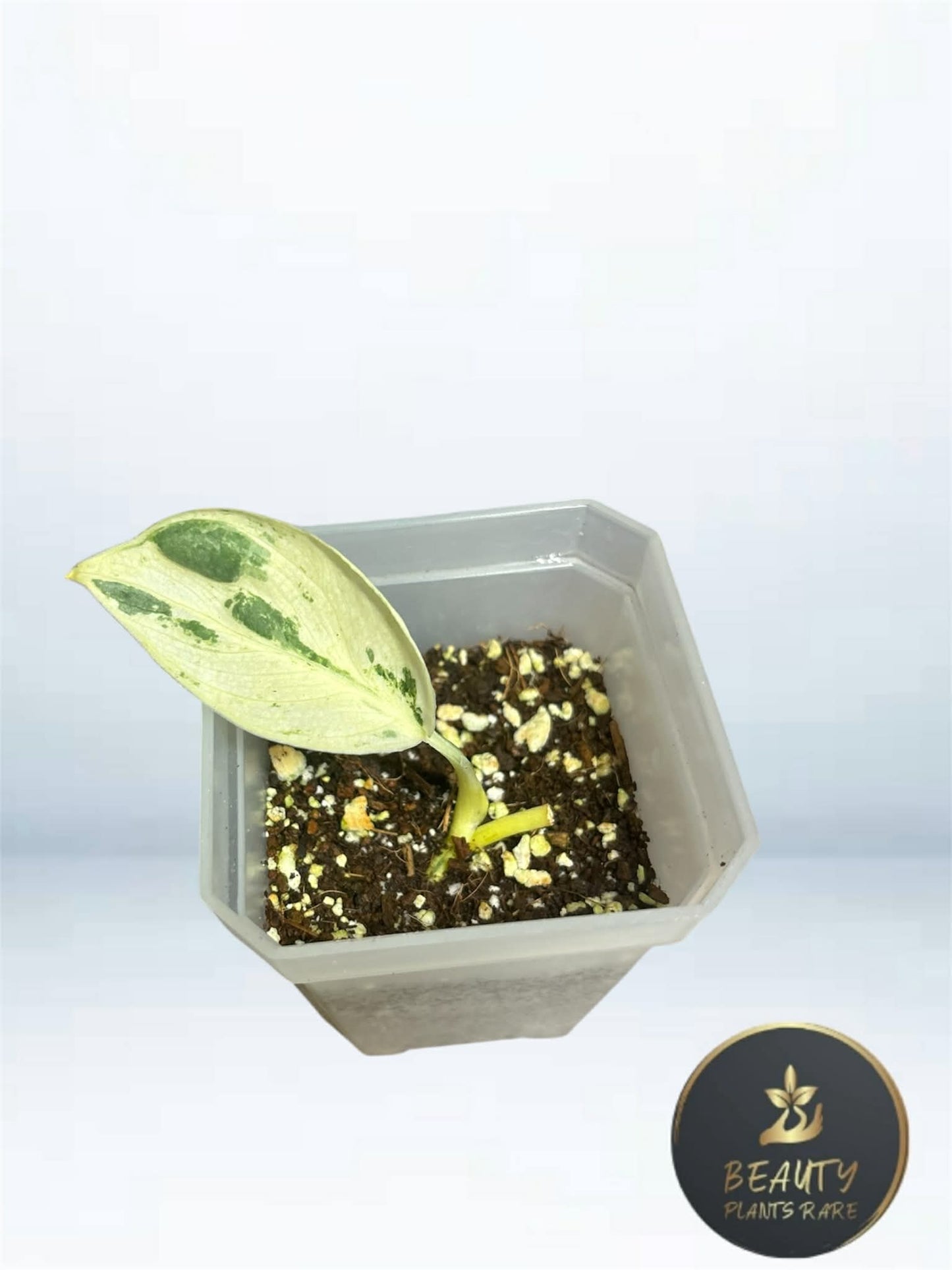 Scindapsus Silver Cloud Marble