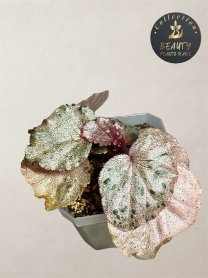 Begonia Cucculata Pink