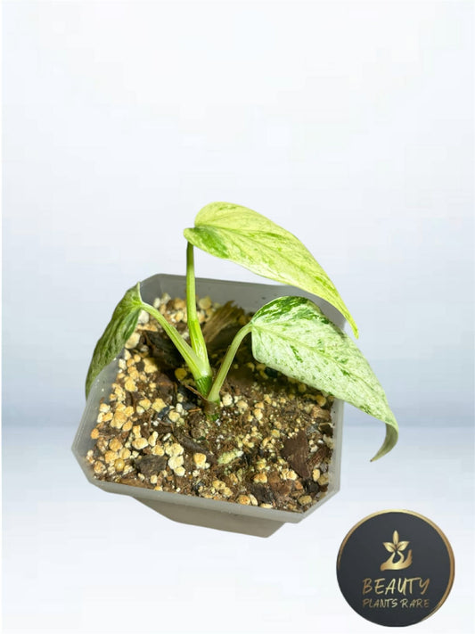 Epipremnum Pinnatum Lalahon