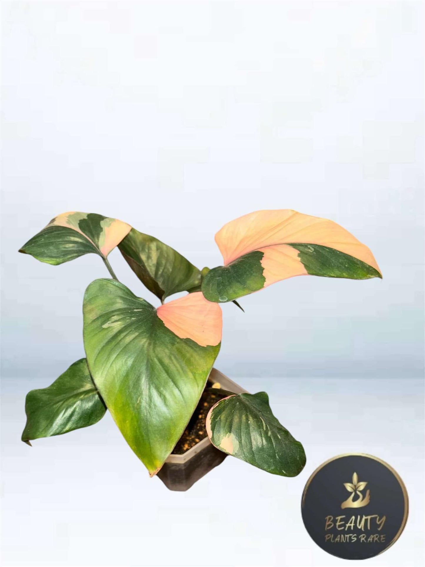 Homalomena Pink Diamond