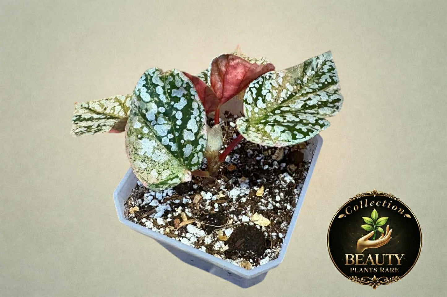 Begonia Snow Capped