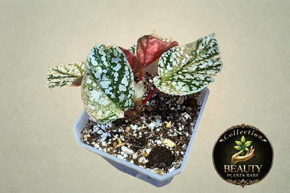 Begonia Snow Capped